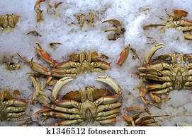 Crabs on Ice