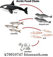 Orca Images | Our Top 1000+ Orca Stock Photos | Fotosearch