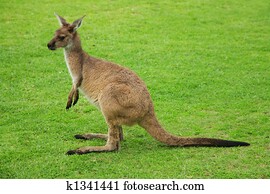 Kangaroo Kangaroo