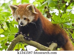 Red Panda