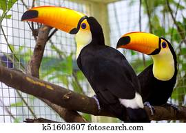 Toco Tucan is on the tree.