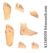 גוף, parts:, רגלים