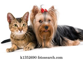 a, terrier, e, gato, em, estúdio