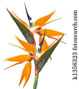 Bird of Paradise Strelitzia Bird of Paradise Strelitzia