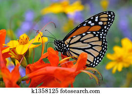 Butterfly Butterfly
