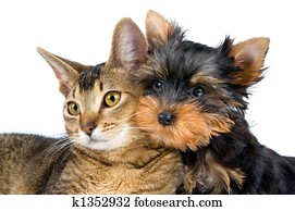 Kitten and the puppy Kitten and the puppy