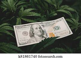 obviňovať, prostredníctvom, dispenser., peniaze, a, cannabis., kanvica, finance., renta, do, ten, marihuana, usilovnosť, a, ten, medical., dollar, usa, návrh zákona, prostredníctvom, konope, leaves., zdanenie, a, marijuana., ten, hospodárstvo, od, marihuana, industry.