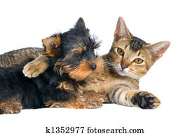 Puppy of the spitz-dog with a cat Puppy of the spitz-dog with a cat