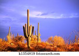 Saguaro Desert Saguaro Desert