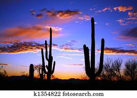 saguaro, deserto, pôr do sol