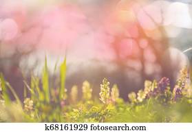Spring flowers Spring flowers