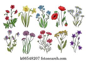 Wild flowers. Meadow plants monkshood thistle poppy. Wildflower vector botanic collection isolated on white background Wild flowers. Meadow plants monkshood thistle poppy. Wildflower vector botanic collection isolated on white background