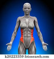 External Oblique - Female Anatomy M External Oblique - Female Anatomy M
