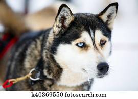 Husky safari Husky safari