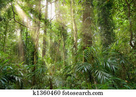 light in the rainforest light in the rainforest
