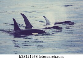 Orca Orca