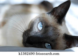 Siamese Cat Siamese Cat