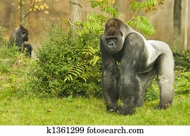 Silverback gorilla Silverback gorilla