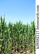 verde, campo milho, em, sul, de, portugal