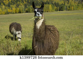 604, lhama, comer, capim