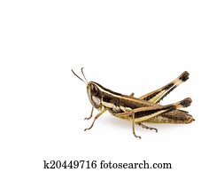 Grasshopper Grasshopper