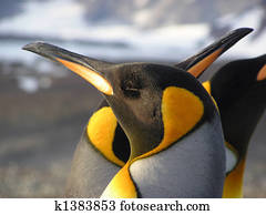 King Penguin