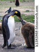 Mother King Penguin feeding her young, South Georgia, Antarctica