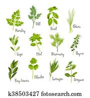 Set of herbs isolated Set of herbs isolated