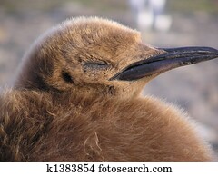 young King Penguin
