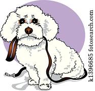 Bichon Frise Poodle Designer Dog Bichon Frise Poodle Designer Dog