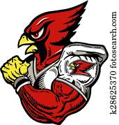 cardinal football player cardinal football player