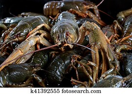 Live, shanghai, krabben, auf, platte Bild | k1950984 | Fotosearch