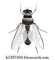 insect insect