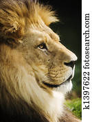 Lion portrait Lion portrait