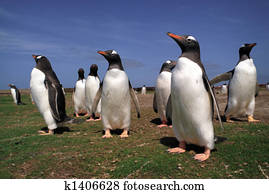 Colony gentoo penguins in Falkland islands