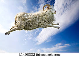 Flying Sheep Flying Sheep