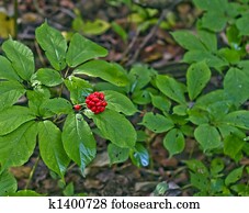 ginseng, bagas