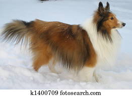 Sheltie side view
