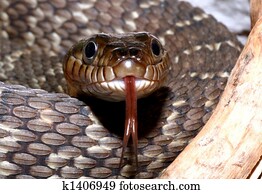 יהלום, השקה, נחש