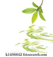 עלה של מיפרץ, יופי