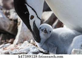 Chinstrap penguin feeding chick