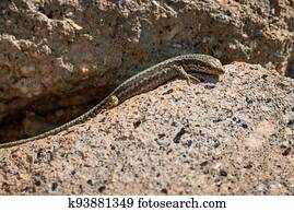 Common wall lizard sunbathing on a rock in the morning