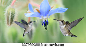 dois, hummingbirds