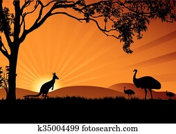 emu kangaroo sunset emu kangaroo sunset