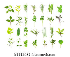 grand, aromate, feuille, sélection