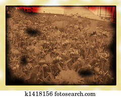 My Sweet Old Memories