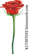 rose rose