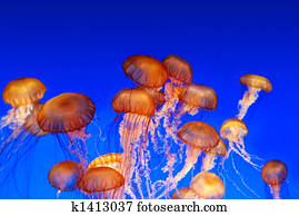 School of sea nettle jellyfish - Chrysaora fuscescens School of sea nettle jellyfish - Chrysaora fuscescens