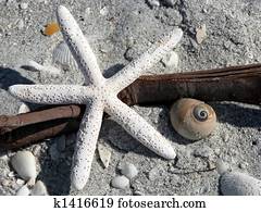 Starfish Seashell Beach Starfish Seashell Beach