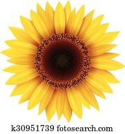 Sunflower Sunflower